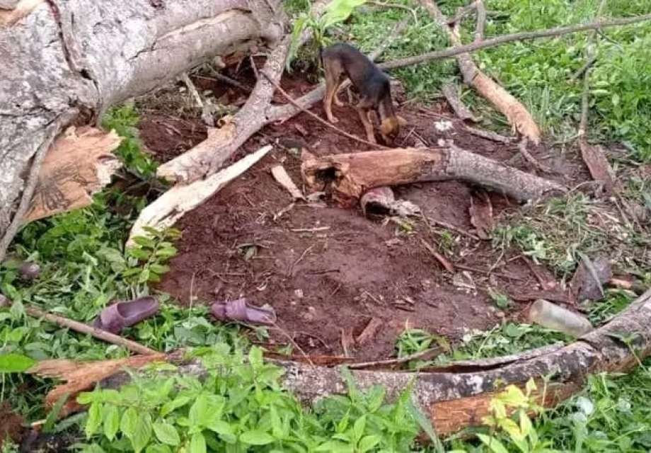 Kasaï Central : Un enfant meurt écrasé par un arbre à Dibaya.